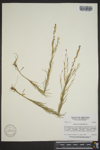 Oenothera linifolia image