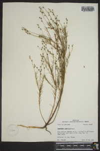 Oenothera linifolia image