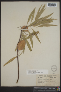 Oenothera macrocarpa image