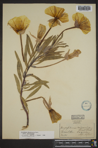 Oenothera macrocarpa image