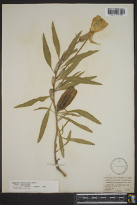 Oenothera macrocarpa image