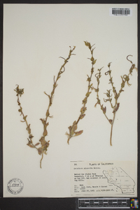 Camissonia micrantha image