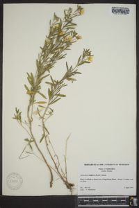 Oenothera latifolia image