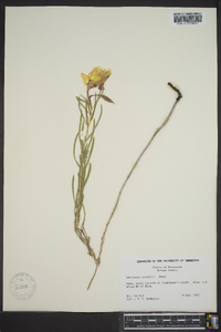 Oenothera nuttallii image