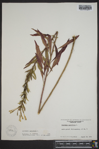 Oenothera parviflora image