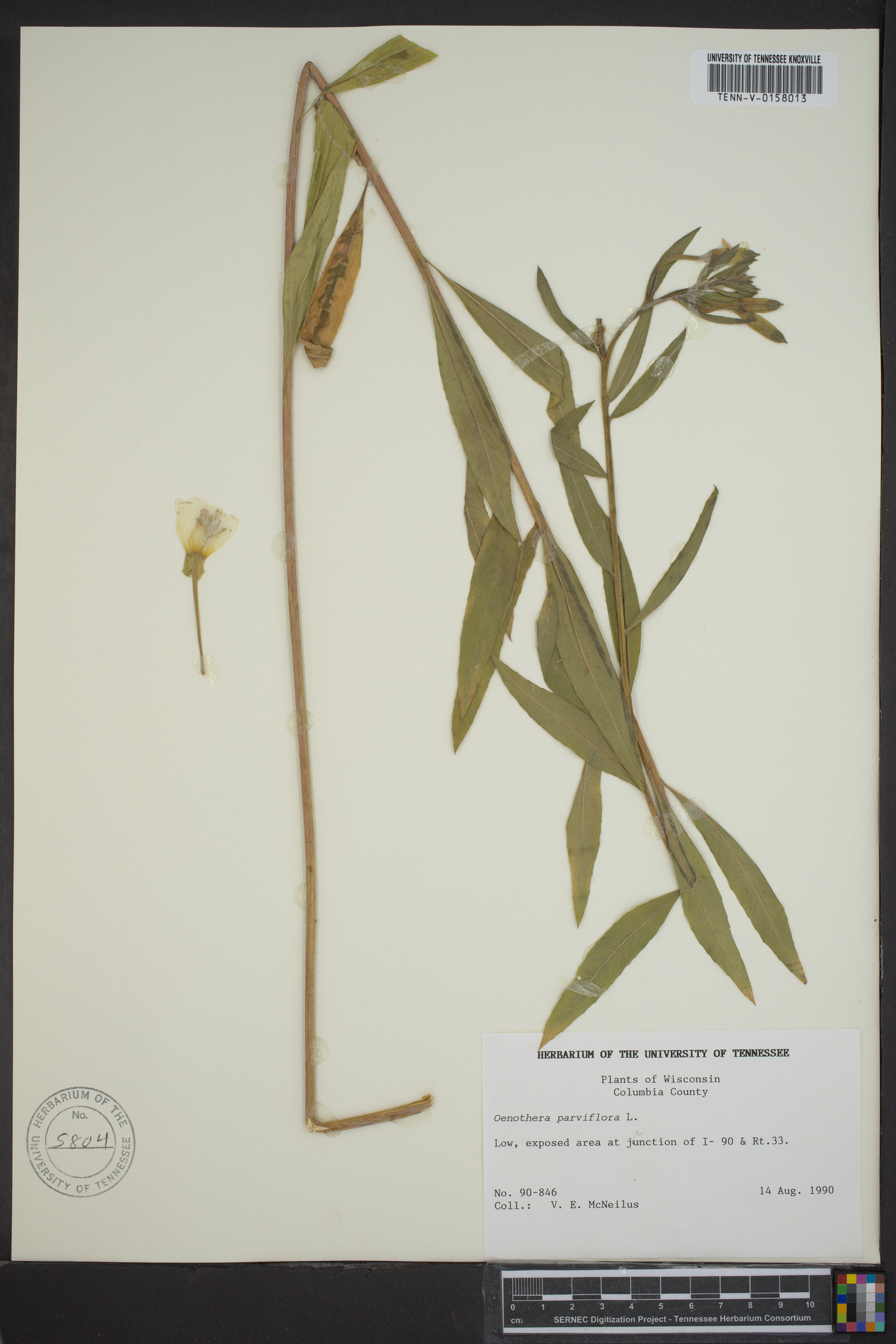 Oenothera parviflora image