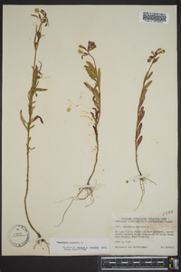 Oenothera perennis image