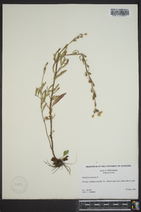 Oenothera perennis image