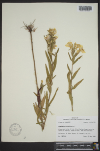 Oenothera pilosella image