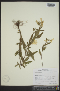 Oenothera pilosella image