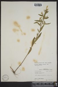 Oenothera pilosella image