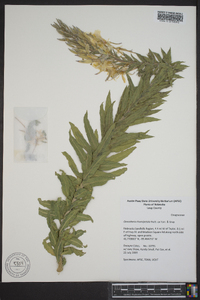 Oenothera rhombipetala image