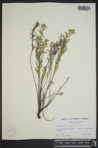 Oenothera serrulata image