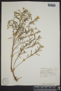 Oenothera serrulata image