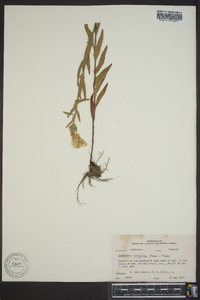 Oenothera sessilis image