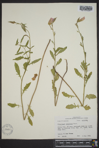 Oenothera speciosa image