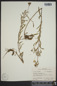 Oenothera tetragona image