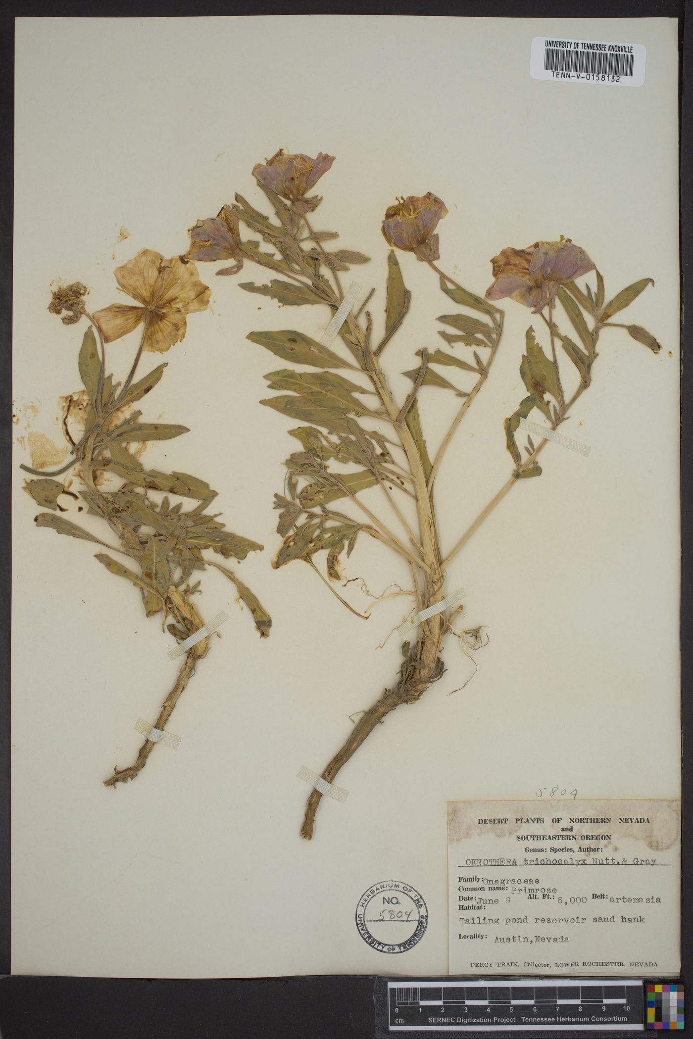 Oenothera trichocalyx image