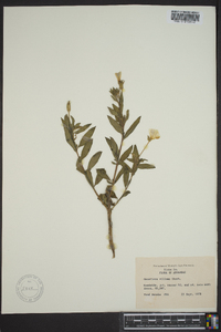 Oenothera villosa image