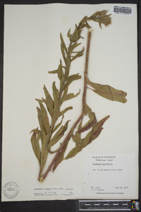 Oenothera villosa image