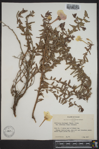 Calylophus hartwegii subsp. pubescens image