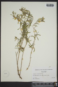 Oenothera serrulata image