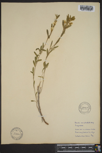 Oenothera serrulata image