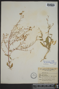 Eremothera boothii var. desertorum image