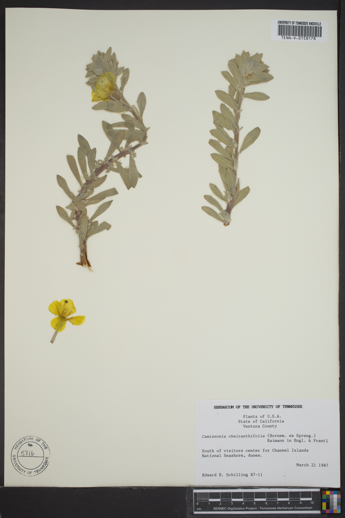 Camissonia cheiranthifolia image
