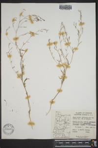 Gayophytum diffusum image