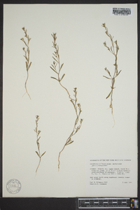 Gayophytum diffusum image