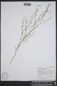 Gayophytum diffusum image