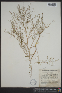 Gayophytum diffusum image