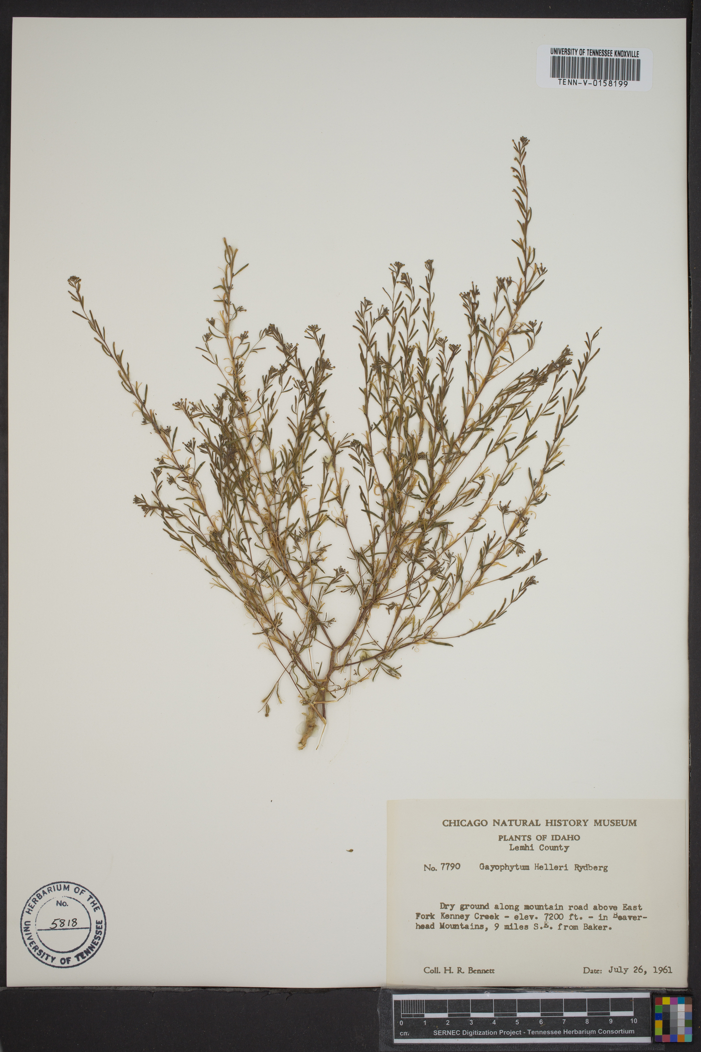 Gayophytum racemosum image