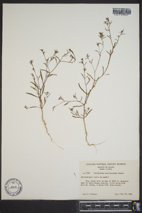 Gayophytum diffusum subsp. parviflorum image