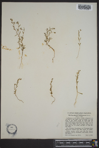 Gayophytum diffusum image