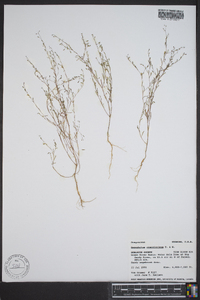 Gayophytum ramosissimum image