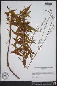 Oenothera gaura image