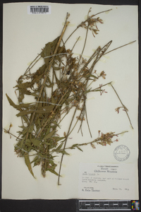 Oenothera gaura image