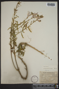 Oenothera gaura image