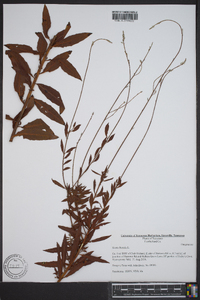 Oenothera gaura image