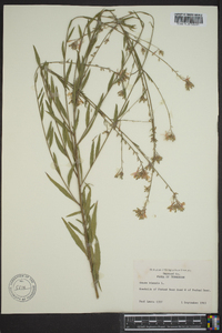 Oenothera gaura image