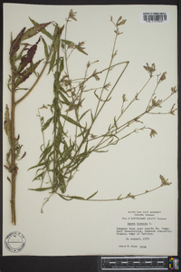 Oenothera gaura image