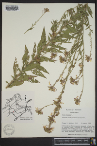 Oenothera gaura image