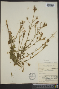 Oenothera gaura image