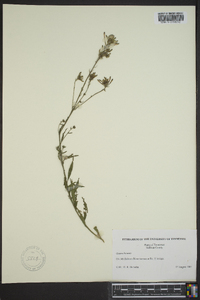 Oenothera gaura image