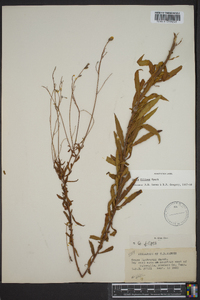 Oenothera filipes image