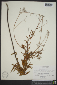 Oenothera filipes image