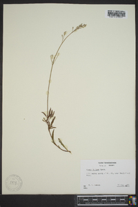 Oenothera filipes image