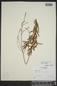 Oenothera filipes image